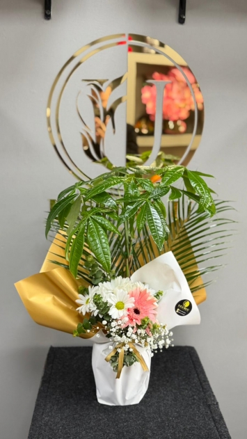 Pachira Aranjmanı - Şans & Zarafet 