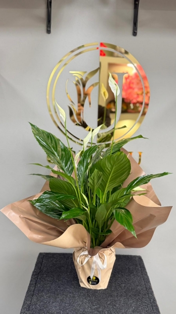 Barış Çiçeği – Zarafet ve Huzurun Doğal Hali