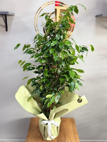 Ficus Benjamin – Doğanın Zarif Dokunuşu
